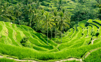 Singapur Bali Turu
