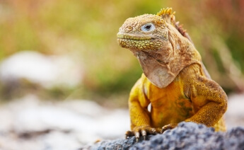 Kolombiya Ekvador Galapagos Panama Turu