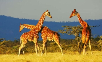 Kurban Bayramı Kenya Safari Zanzibar Turu