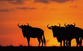 Göç Zamanı Kenya Tanzanya Safari Zanzibar Turu