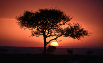 Kenya Safari Turu 3
